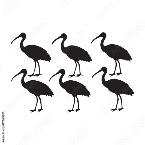 Ibis six silhouette vector illustration white background