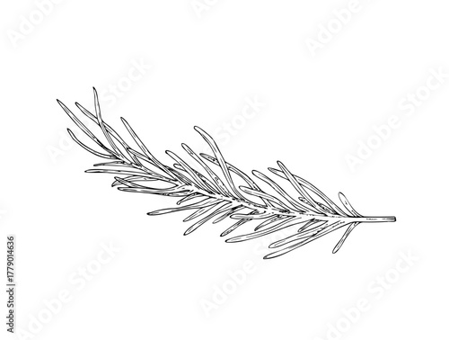 Vector rosemary branch. Hand drawn spicy aromatic herb illustration perfect for organic branding. Detailed design ideal for food ingredient, aromatherapy, cooking. For cosmetic package design
