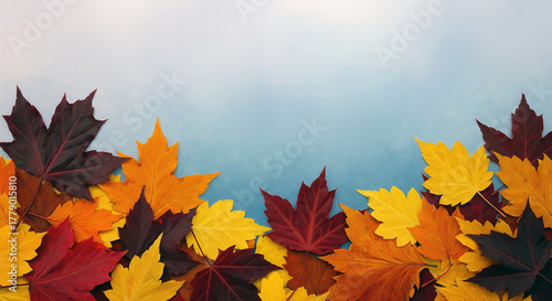 Pattern of dry maple leaves on a colorful background