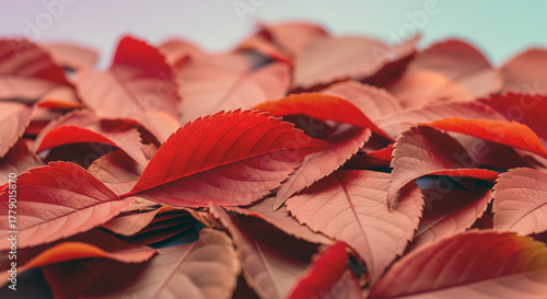 Pattern of dry maple leaves on a colorful background