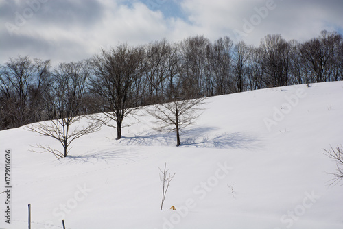 Wallpaper Mural 雪の斜面に立つ冬木立
 Torontodigital.ca
