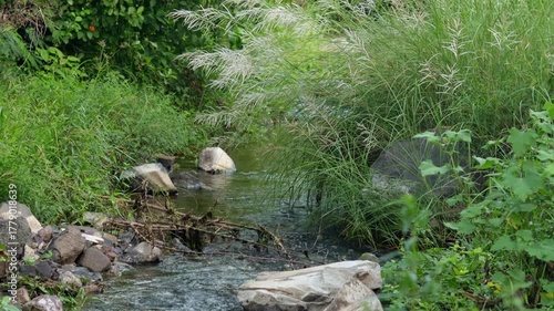 beautiful landscape of river flowing in forest at gir national park. countryside of india. in Monsoon time peacefully a green grass. flowing the river and its like a forest Vibe coming in this video