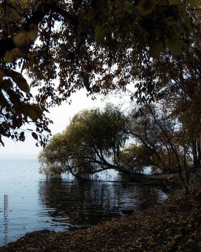 A melancholic autumn landscape. A large tree with drooping branches hangs over calm water. The surface is strewn with fallen, dark leaves. Themes of nature, water, tranquility, and solitude