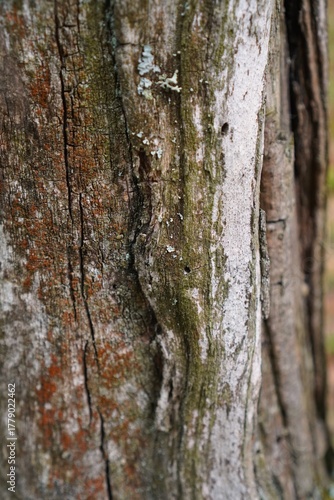  Close-up shot of weathered tree bark showcasing intricate textures and natural aging. The cracked surface reveals layers of color and organic patterns, highlighting nature's artistry.