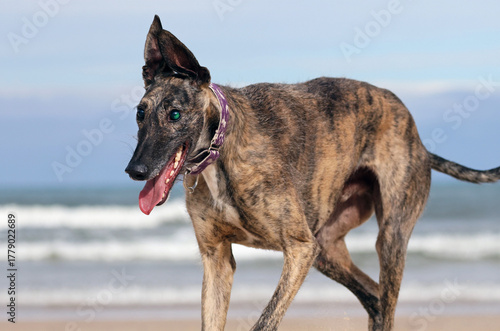 Portrait of a blind greyhound running happy on the beach. Rescued dog with limited eyesight having fun playing on the sand. Senior but active greyhound enjoying a day by the sea.