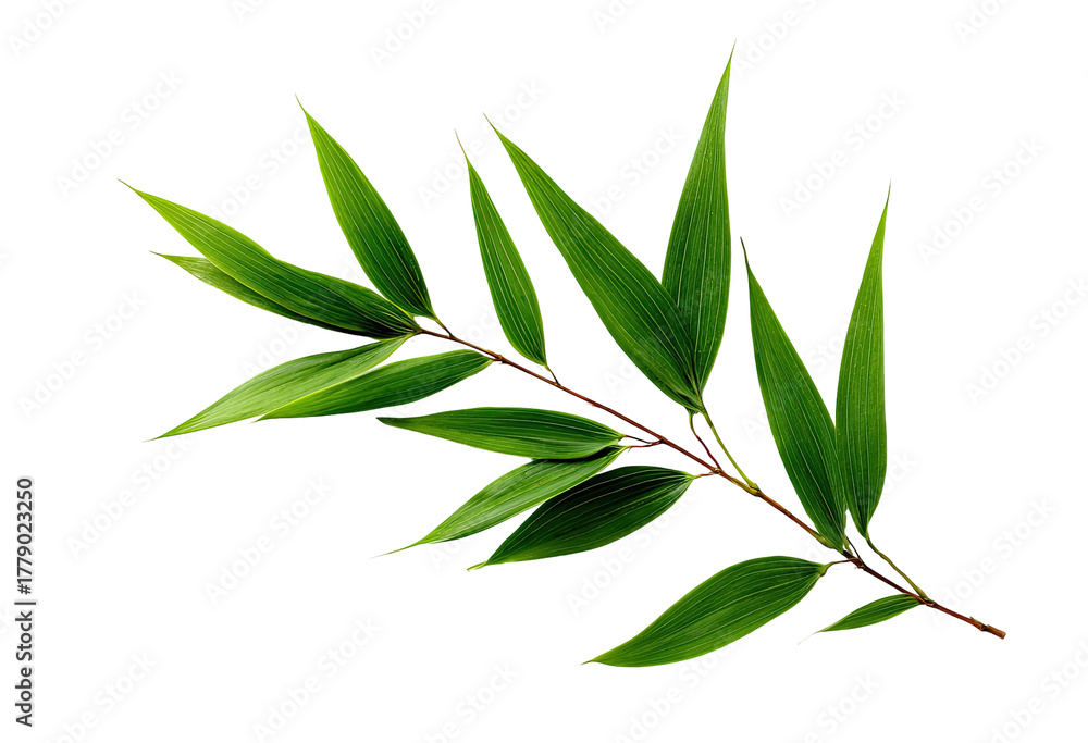 Fototapeta premium Green bamboo stem with pointed leaves on a black background