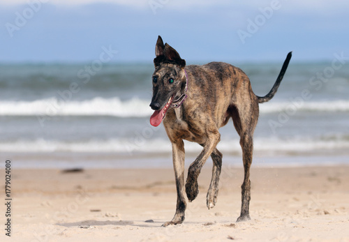 Blind greyhound running happy on the beach. Rescued dog with limited eyesight having fun playing on the sand. Senior but active greyhound enjoying a day by the sea.
