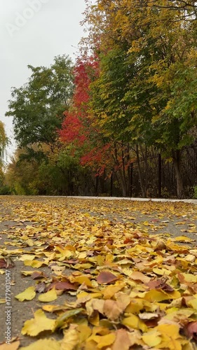 Walk through the beautiful park in fall season. Bright autumn trees with falling yellow leaves in the park. Beautiful sunny autumn day. Fall landscape. 