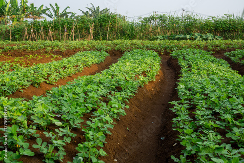 Rows of Young Sweet Potato Plants (Ipomoea Batatas) Growing on Soil Ridges