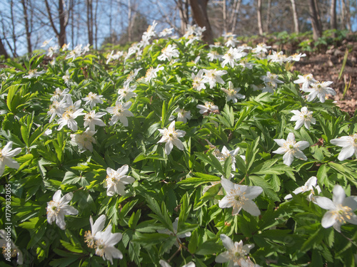 vibrant woodland spring display, serene woodland area teeming with white flowers and lush greenery under open sky