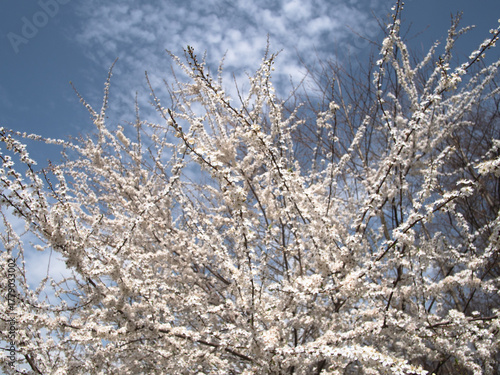 lush tree canopy with blossoms, richly layered tree branches bursting with white blossoms under bright horizon sky