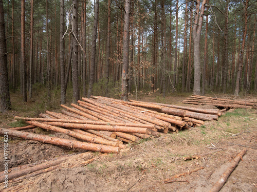 logging operation with timber trunks and machinery, woodland harvest scene showcasing machinery and forest regeneration
