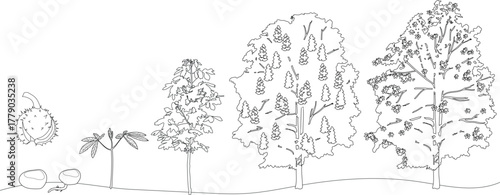 Coloring page with life cycle of horse chestnut tree (Aesculus hippocastanum). Growth stages from seed and sprout to old tree  isolated on white background	