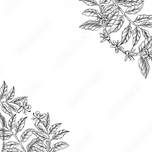 A square frame of coffee branches. Realistic vector illustration for cafe design, menus, interiors, signs, posters, and postcards.