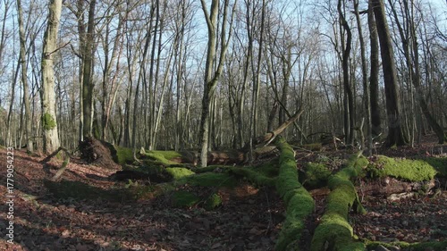 tree in the natural old forest, nature is cool series