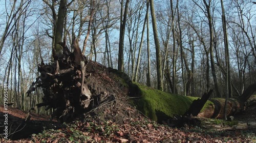 tree in the natural old forest, nature is cool series