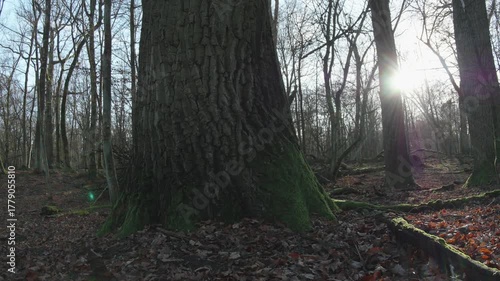 tree in the natural old forest, nature is cool series