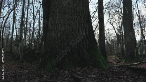 tree in the natural old forest, nature is cool series