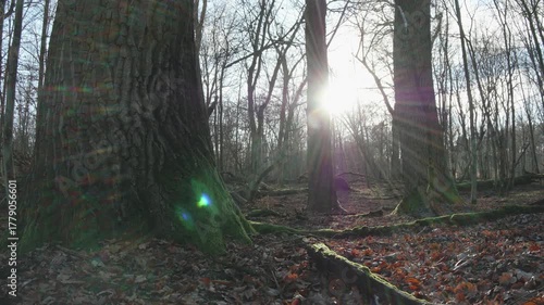 tree in the natural old forest, nature is cool series