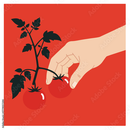 A hand reaching for a tomato. A tomato plant with red fruit against a red background. Simple illustration