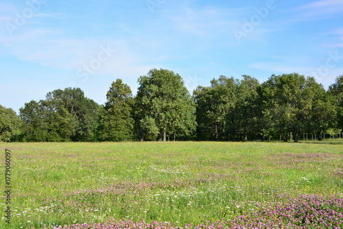 Lush Green Meadow with purple Wildflowers and Forest Line of oak trees Under Blue Sky