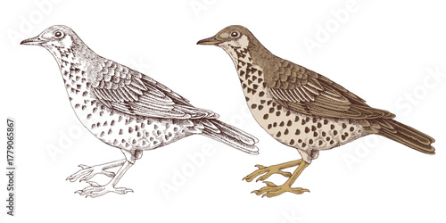 Thrush bird hand drawn vector illustration
