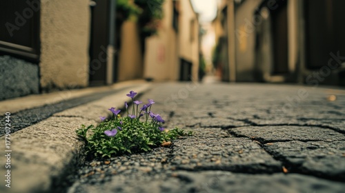 Fototapeta Naklejka Na Ścianę i Meble -  Tiny purple flowers grow from crack in cobblestone street