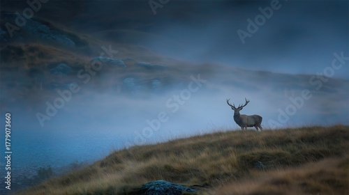 Majestic deer standing on grassy hillside in serene mountain landscape with fog and mist capturing peaceful wildlife scene in natural outdoor environment