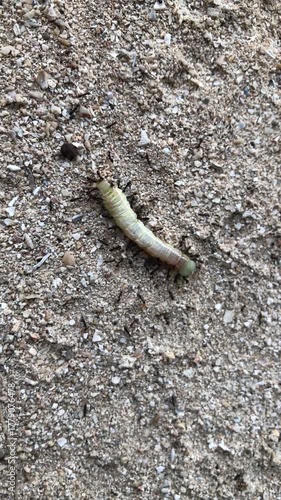 Green caterpillars die from being eaten by ants