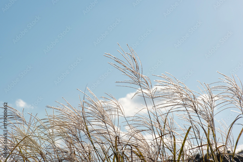Fototapeta premium 구름, 갈대, 그리고 바람