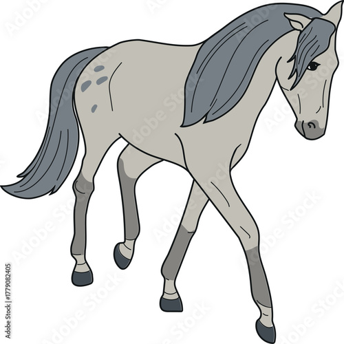 Piebald horse walking forward isolated on white background	