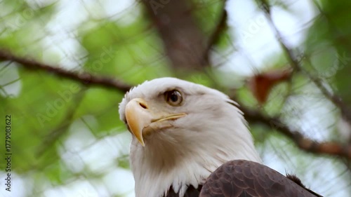 Bald eagle kept at zoo, looking around his enclosure