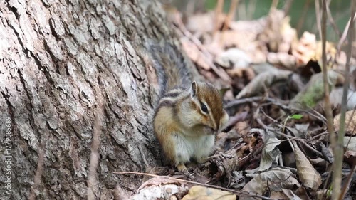 Wallpaper Mural 毛繕いするエゾシマリス Torontodigital.ca