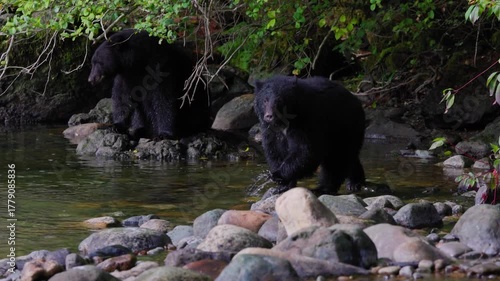 Two black bears on rocks at riverbank