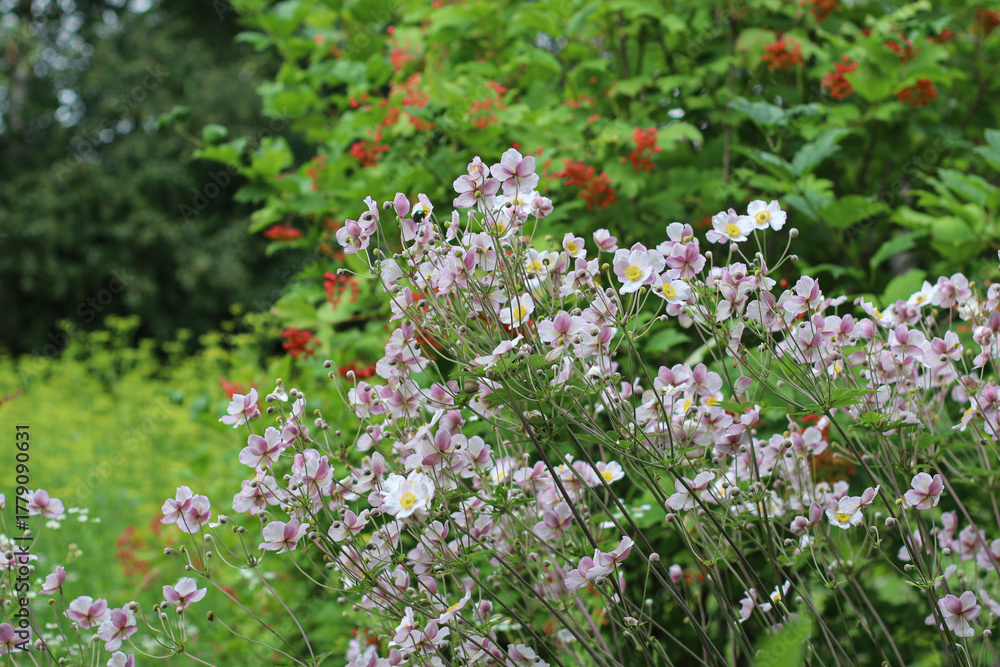 Fototapeta premium Cluster of delicate pink wildflowers blooming in a lush green garden. Concept of natural beauty, summer flora, and outdoor freshness.