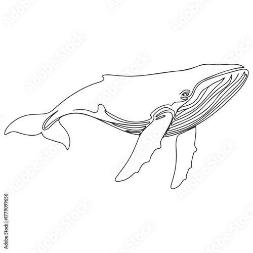 Black and White Outline Drawing of a Humpback Whale