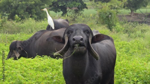 in the countryside Indian buffalo in gir national park, India. countryside of india. Indian Monsoon with Buffalo and Green Grass. (Bubalus bubalis). The wild water buffalo, also called Asian buffalo