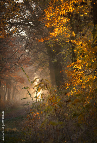 Fototapeta Naklejka Na Ścianę i Meble -  Jesienny poranek w parku, jesienna impresja, eksplozja kolorów.