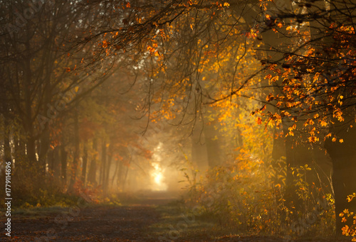 Fototapeta Naklejka Na Ścianę i Meble -  Jesienny poranek w parku, jesienna impresja, eksplozja kolorów.