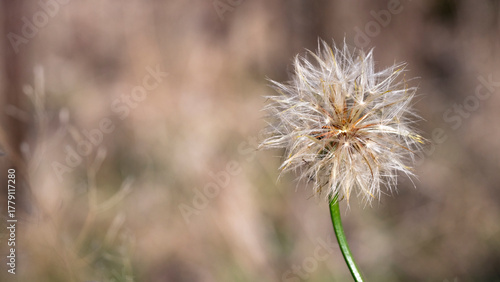 Pusteblume