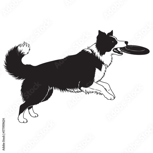 Black and White Border Collie Dog Leaping with Flying Disc