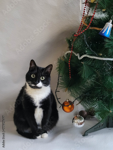 A curious black cat is sitting at home near the Christmas tree.