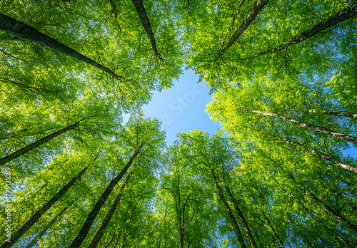 Looking up through a dense green forest canopy towards a bright blue sky