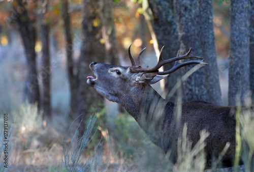 Canvas Print Close up of a stunning male red deer (Cervus elaphus) rutting loudly in the mediterranean forest