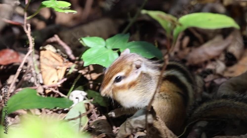 Wallpaper Mural 冬に向けて蓄食するエゾシマリス Torontodigital.ca