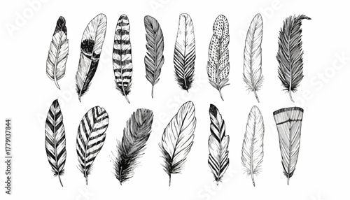 Hand-drawn collection of diverse avian feathers in various shapes and patterns