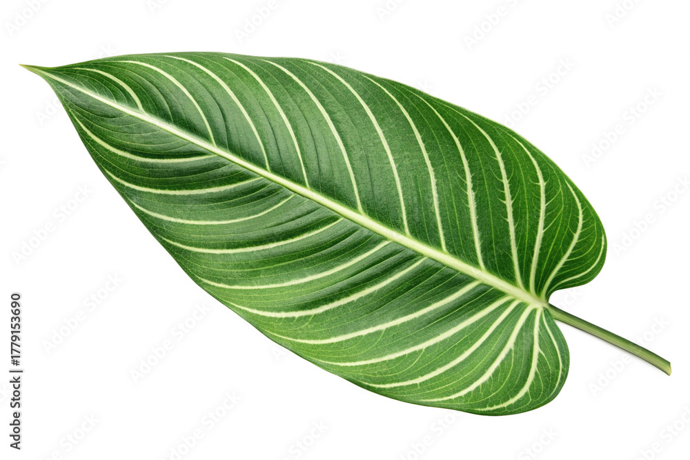 Obraz premium Calathea Leaf Isolated Green Tropical Botanical Nature PNG