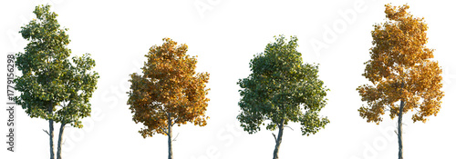 Set of autumn and summer Platanus acerifolia (or the London Plane tree) frontal set street trees isolated png in sunny daylight on a transparent background perfectly cutout