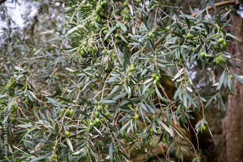 Olives on the branches of a tree on a clear sunny day. Flora is the nature of a plant.