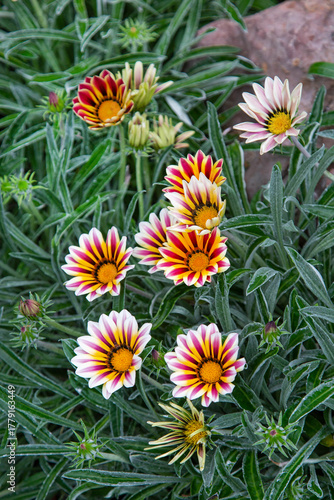 Gazania African chamomile (Latin Gazania) on a background of greenery on a clear sunny day. Flora is the nature of a plant.
